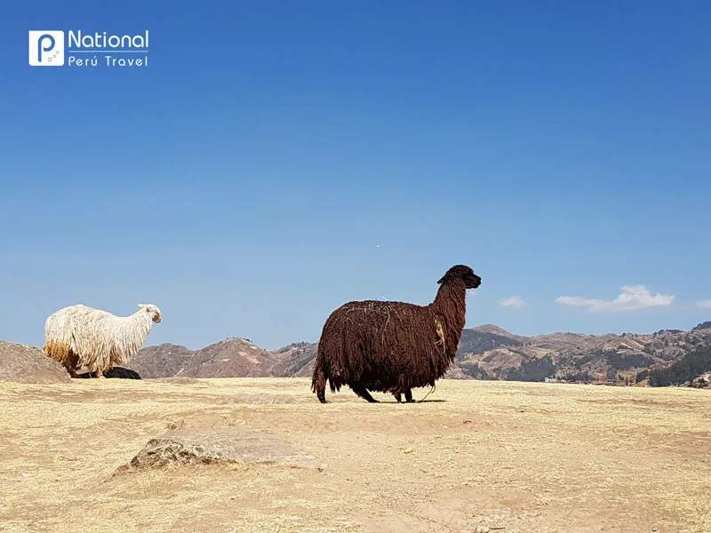 Descubriendo el sur del Perú